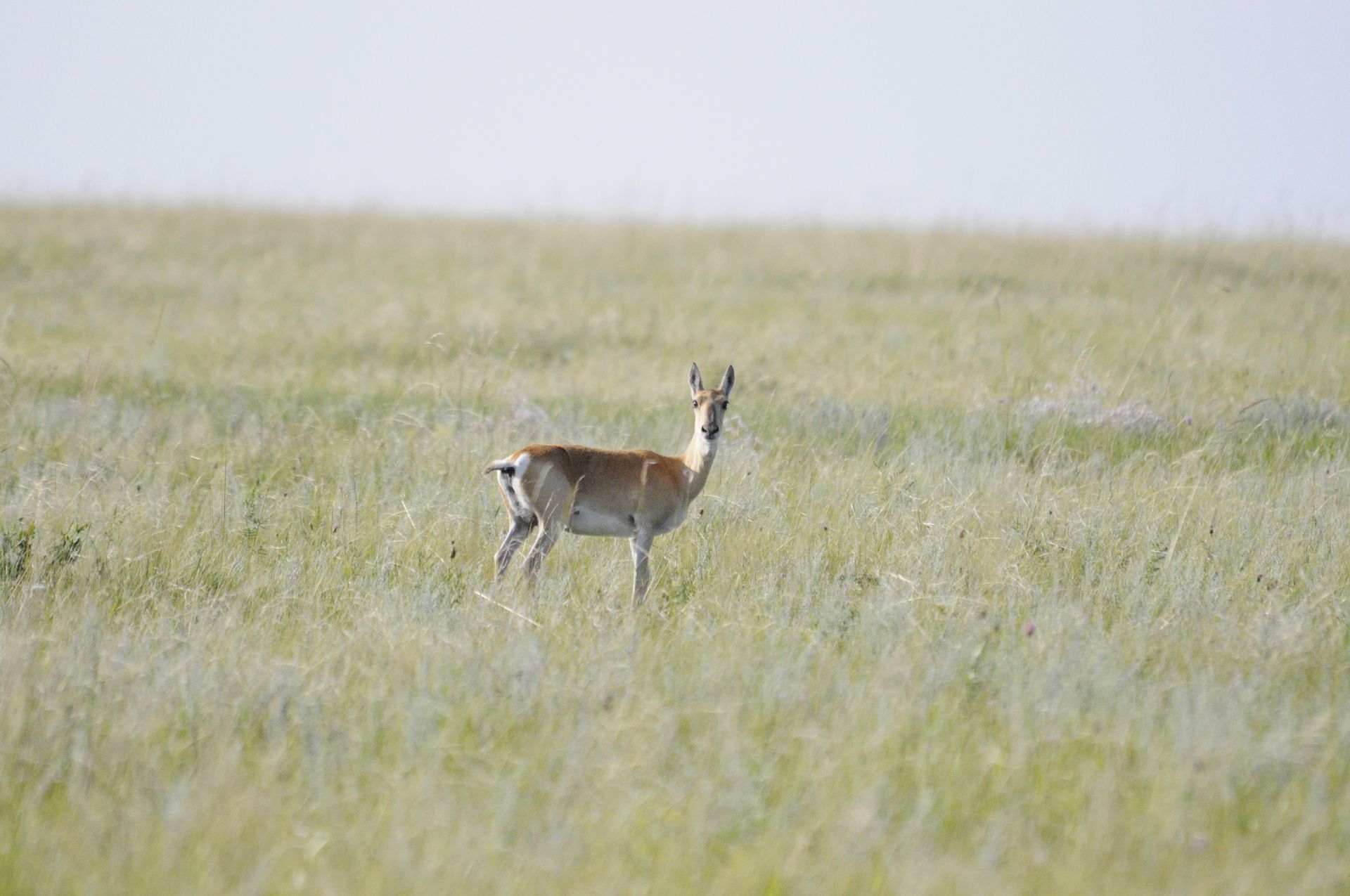 Хулан хамгаалах үйл ажиллагааны төлөвлөгөөг үндэсний хэмжээнд боловсруулах анхан шатны хэлэлцүүлгийн хөтөлбөр